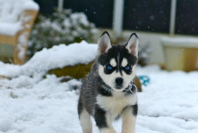 Xaski aliram bala ve ya boyuk erkek ve ya disi ferq etmez ciddi satan