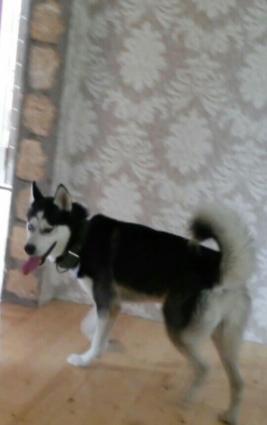 xacqi satilir erkeydi 11 ayliqdi cox agilli itdi oynamaqi sevir xuse