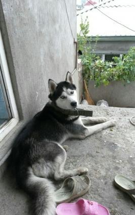 xacqi satilir erkeydi 11 ayliqdi cox agilli itdi oynamaqi sevir xuse