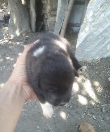 Продам щенков Кавказского волкодава