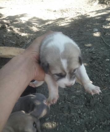 Продам щенков Кавказского волкодава