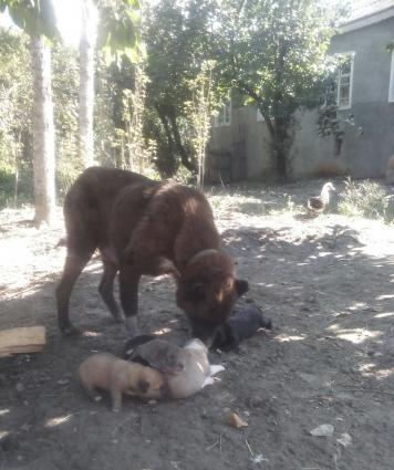 Продам щенков Кавказского волкодава