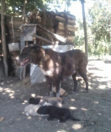 Продам щенков Кавказского волкодава