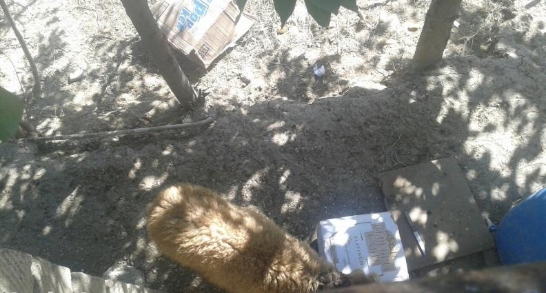 qoyun ve 4Quzu . quzular 19-21kilodu. diri. 2erkey 2diwi. qoyun yeke q