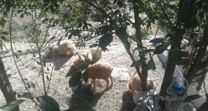 qoyun ve 4Quzu . quzular 19-21kilodu. diri. 2erkey 2diwi. qoyun yeke q