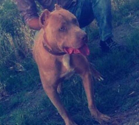 Salam pitbull satılır veyaxuda barter olunur temiz qandır 8 aylıqdı 2