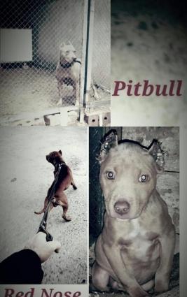 Salam pitbull satılır veyaxuda barter olunur temiz qandır 8 aylıqdı 2
