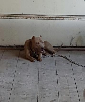 Salam pitbull satılır veyaxuda barter olunur temiz qandır 8 aylıqdı 2