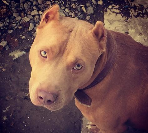 Salam pitbull satılır veyaxuda barter olunur temiz qandır 8 aylıqdı 2