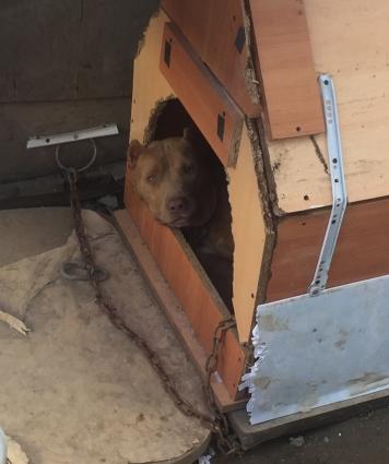 Salam pitbull satılır veyaxuda barter olunur temiz qandır 8 aylıqdı 2