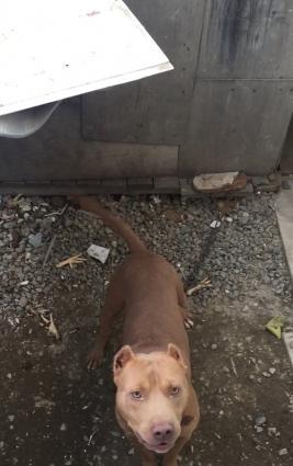 Salam pitbull satılır veyaxuda barter olunur temiz qandır 8 aylıqdı 2