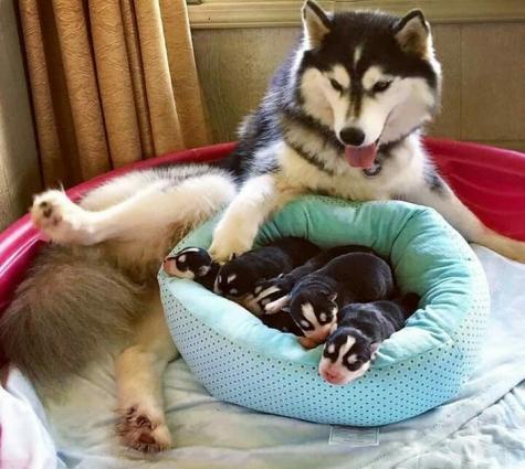 xaski aliram temiz xaski olsun 70 manata bala 1 ayliq olsun ve ya onna