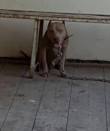 Salam pitbull satılır veyaxuda barter olunur temiz qandır 8 aylıqdı 2