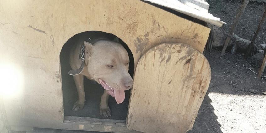 Salam pitbull satılır veyaxuda barter olunur temiz qandır 8 aylıqdı 2