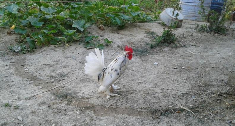 yapon Xoruzu 20manaata son qiymetdi.xirdalan masazr. novxani saray. co