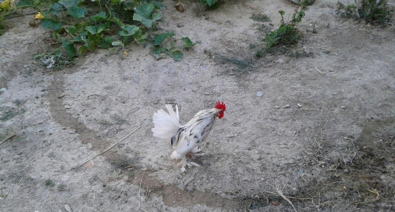 yapon Xoruzu 20manaata son qiymetdi.xirdalan masazr. novxani saray. co