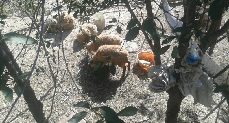 10kq Quzular. ve Bogaz Qoyun. quzular 4denedi. 21kq diri cekileridi 2e