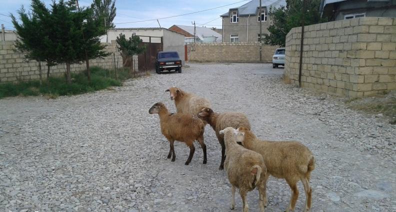 Bogaz Qoyun ve Quzular. Bogaz Qoyun 1aya dogar. 25kq temiz eti var. qa