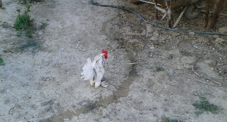 yapon Xoruzu 20manaata son qiymetdi.xirdalan masazr. novxani saray. co