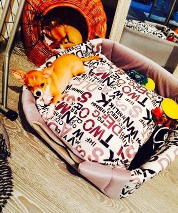 ÇixuaxuaВ продаже наш малыш Чихуахуа.