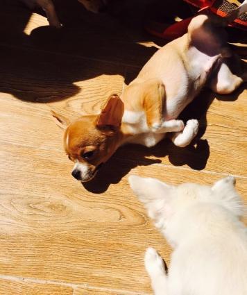 ÇixuaxuaВ продаже наш малыш Чихуахуа.