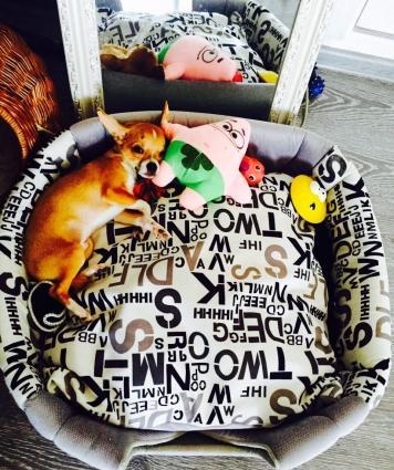 ÇixuaxuaВ продаже наш малыш Чихуахуа.