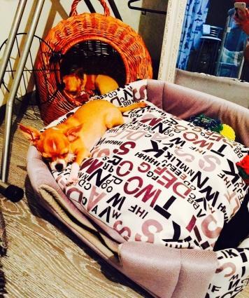 ÇixuaxuaВ продаже наш малыш Чихуахуа.