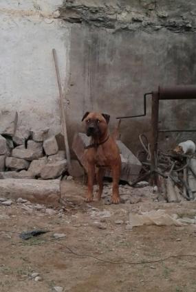 tecili satilir 2yasi var doyusgen itdi dunen doyusden qalib qayidib