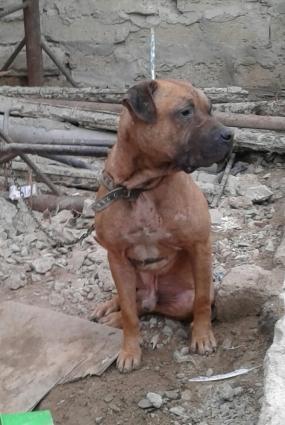 tecili satilir 2yasi var doyusgen itdi dunen doyusden qalib qayidib