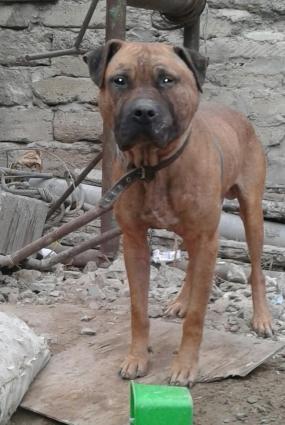 tecili satilir 2yasi var doyusgen itdi dunen doyusden qalib qayidib