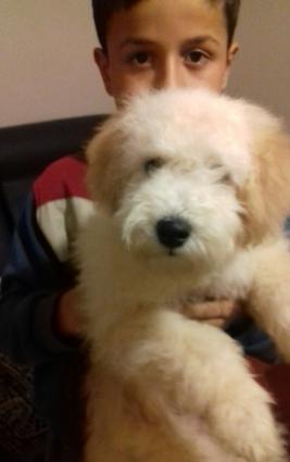 pudel balalari satilir erkek ve disi iyneleri vurulub kucukler tamsaql