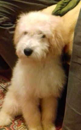 pudel balalari satilir erkek ve disi iyneleri vurulub kucukler tamsaql