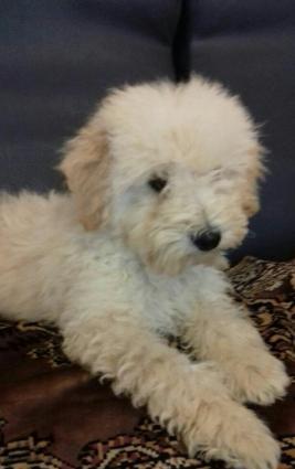 pudel balalari satilir erkek ve disi iyneleri vurulub kucukler tamsaql