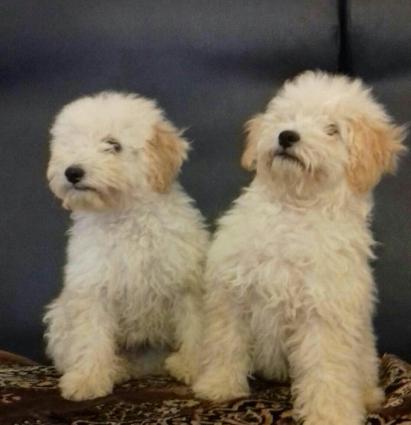 pudel balalari satilir erkek ve disi iyneleri vurulub kucukler tamsaql