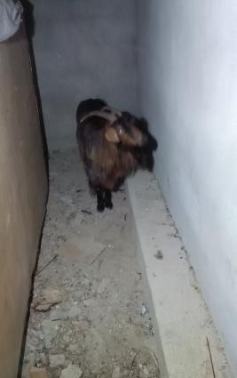 keci satilr.1 ededi bogazdi.gelen aya dogacaq.2 ci sudluk kecidi.werai