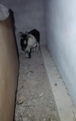 keci satilr.1 ededi bogazdi.gelen aya dogacaq.2 ci sudluk kecidi.werai