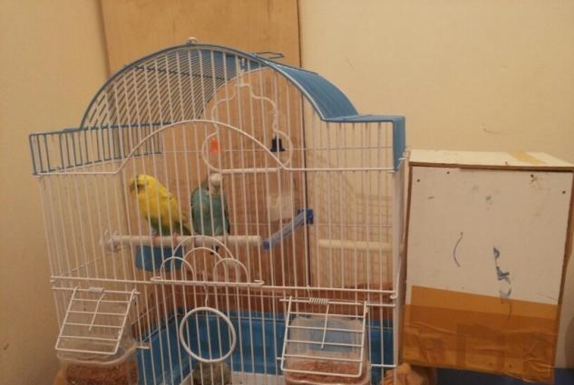 Bir cut quw satiram qefes,yuva qariwiq.1 illik quwlardi.