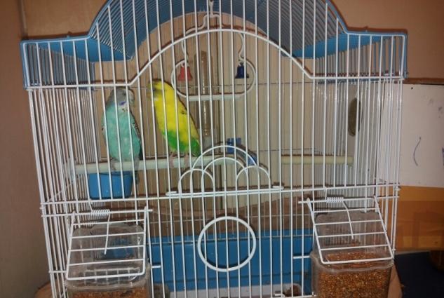 Bir cut quw satiram qefes,yuva qariwiq.1 illik quwlardi.