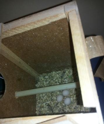 Bir cut quw satiram qefes,yuva qariwiq.1 illik quwlardi.