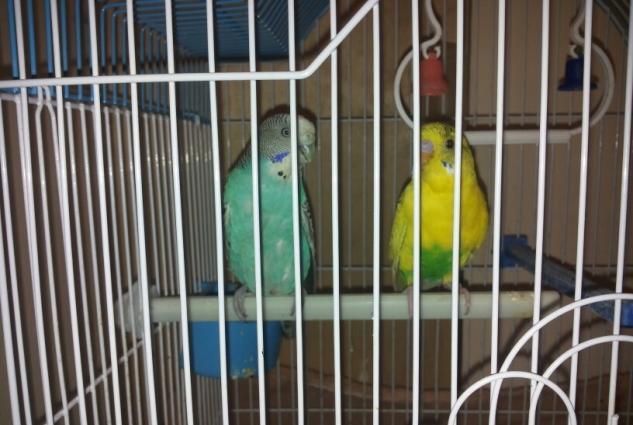 Bir cut quw satiram qefes,yuva qariwiq.1 illik quwlardi.