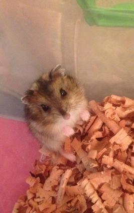 Джунгарский хомяк ручной игривый не воняют очень милые) всего за 5 ман
