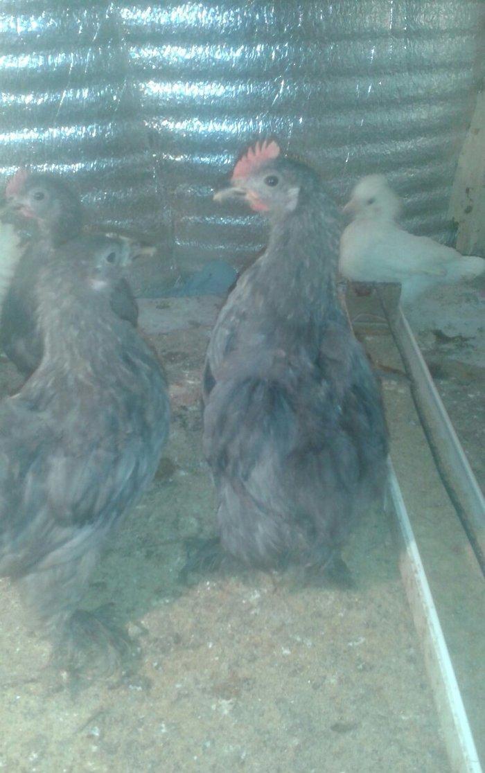 Karlik becələri satılır 3  aylıq tam saglam  satılır və ya fərəsiylə b