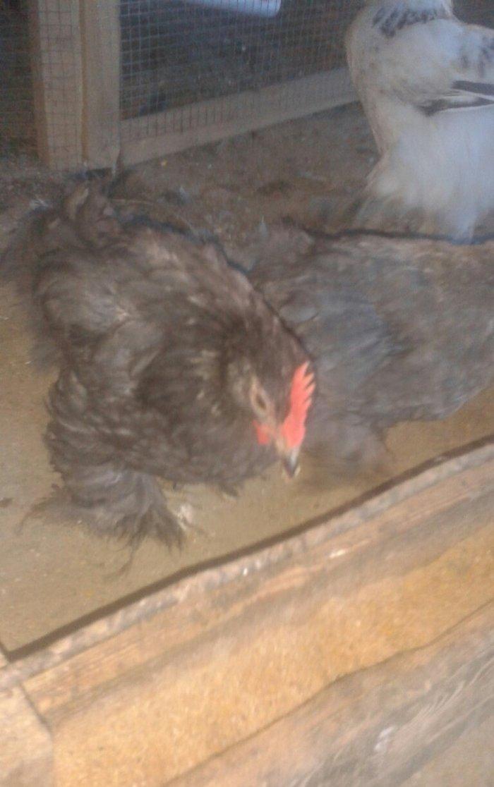 Karlik becələri satılır 3  aylıq tam saglam  satılır və ya fərəsiylə b