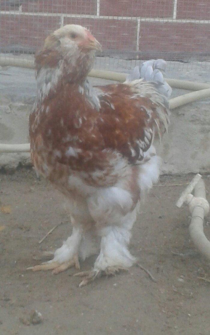 Brama xoruzu satılır tam saglam peyvəndləri vurulub  fərəsidə var sadı