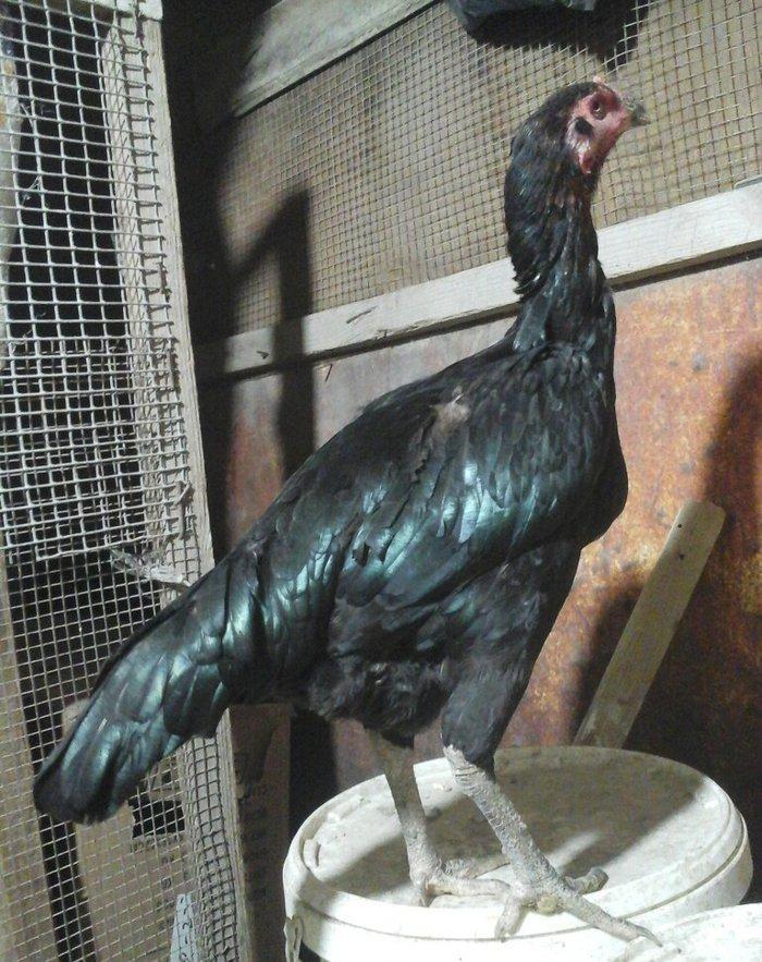 Heyratı toyugu doyusgen temiz ingilis sortu yumurtlayir tam saglamdir.