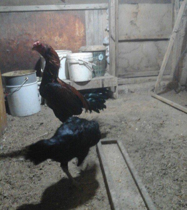 Heyratı toyugu doyusgen temiz ingilis sortu yumurtlayir tam saglamdir.