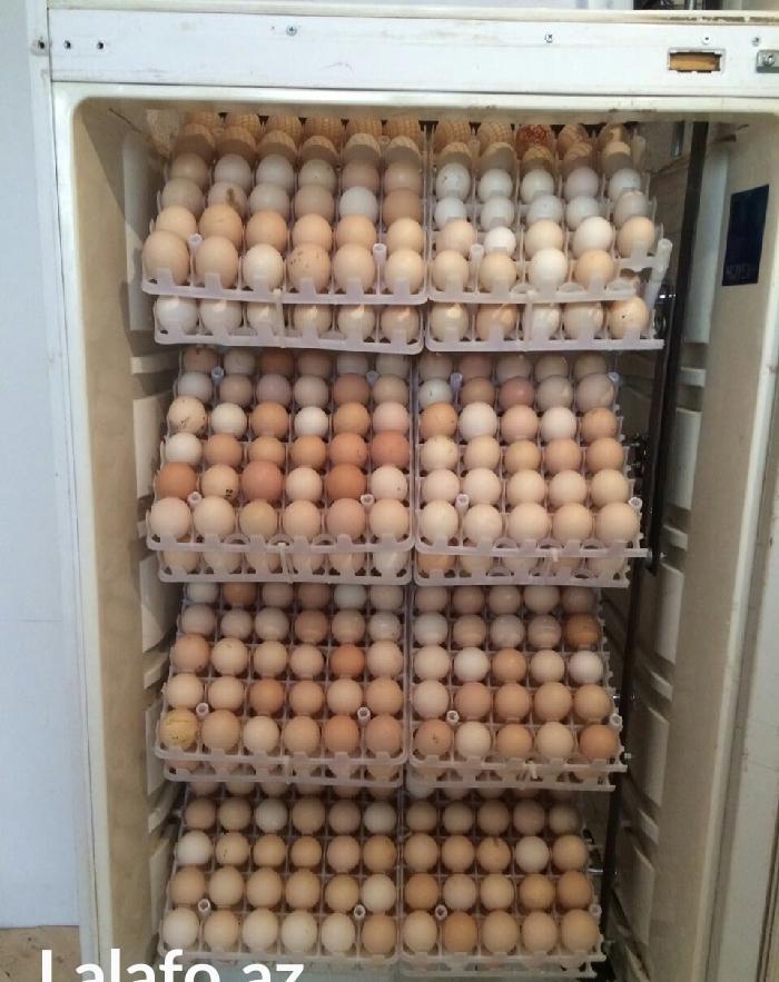 inkubatorlarin yığılması ve temiri. inkubator tam avtomatik rejimde m