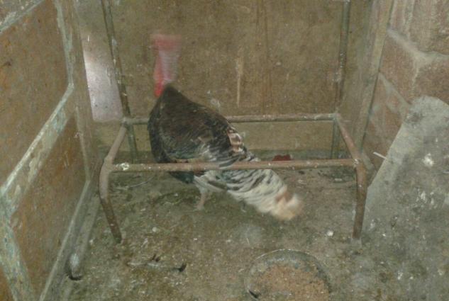 Erkek hinduska ve  diwi hinduwka damzliq satilir. 2 cut var.Her ikisi