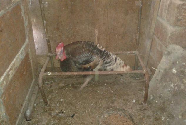 Erkek hinduska ve  diwi hinduwka damzliq satilir. 2 cut var.Her ikisi