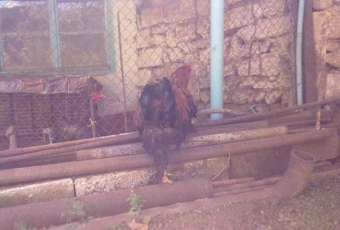 Brama dark satılır  peyvənd olunub tam saqlam niri aqır xoruzdur